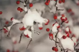 Rybízová Marmeláda