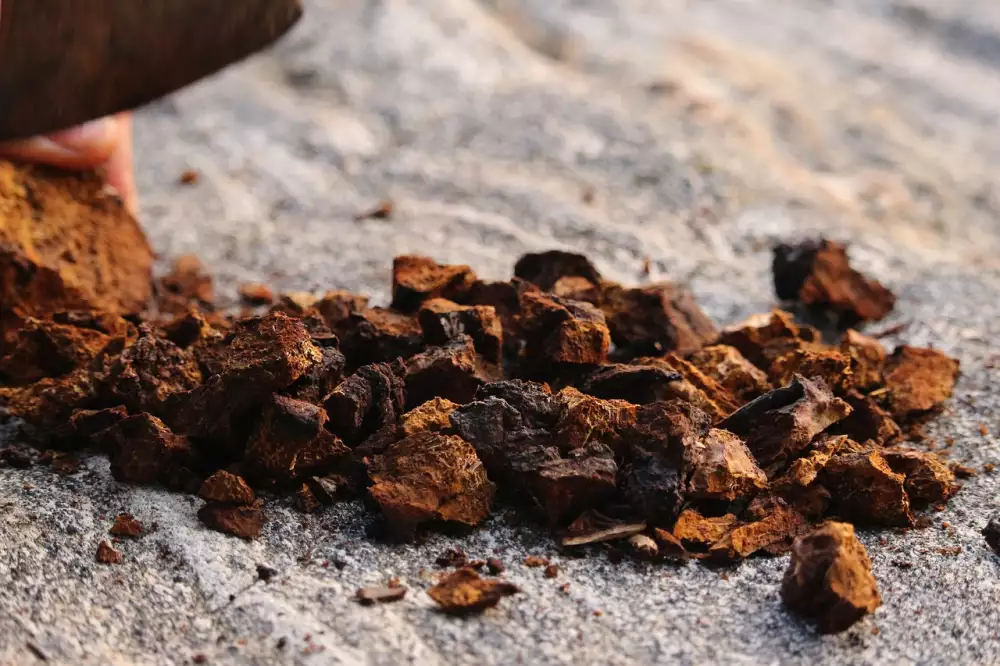 Chaga