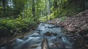 Pitr