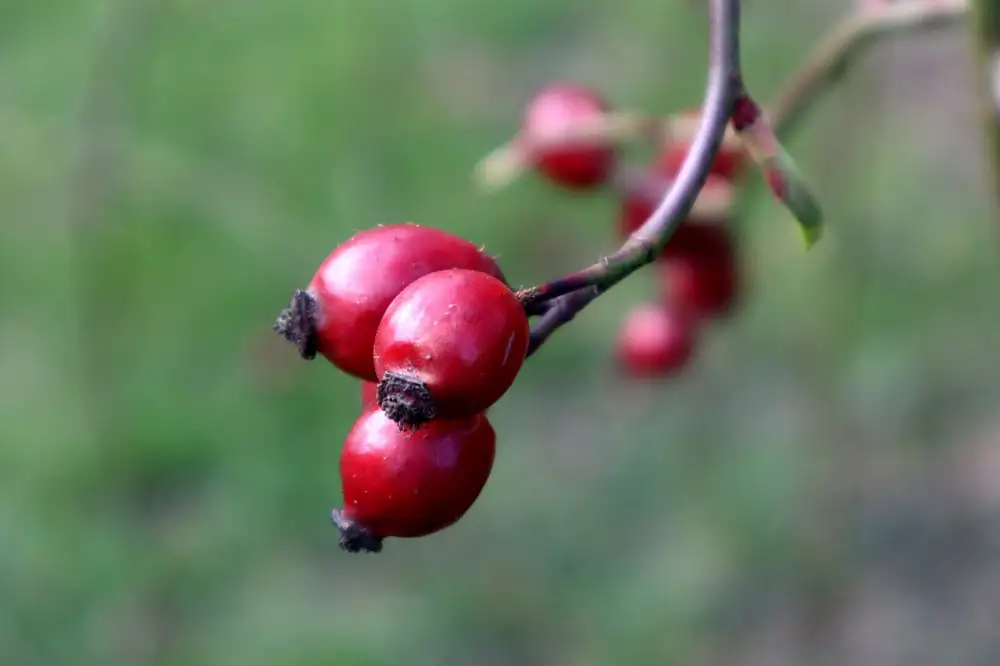 Mořské Plody Recept
