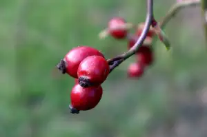 Mořské Plody Recept