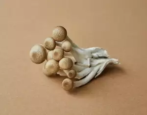 Hlíva Ústřičná Recept